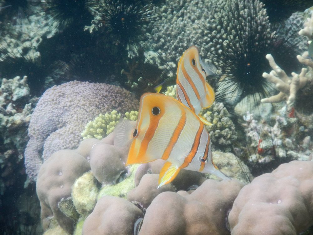 Two butterflyfish swimming over coral just off the island