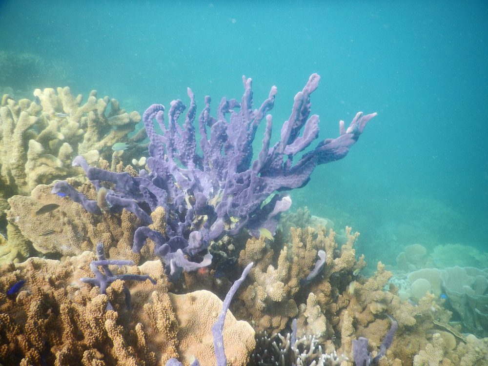 Purple sponge coral formation on the reef