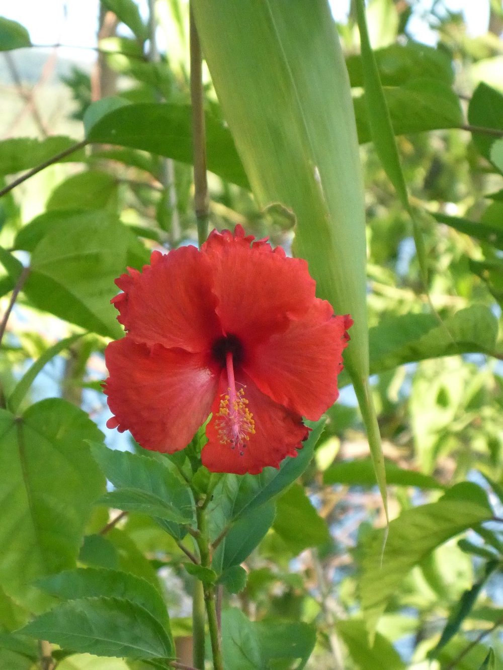 Red hibiscus flower growing on the island